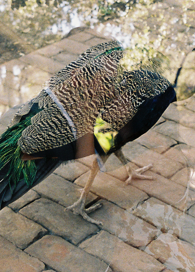 Austin Engagement Photo session at Mattie's