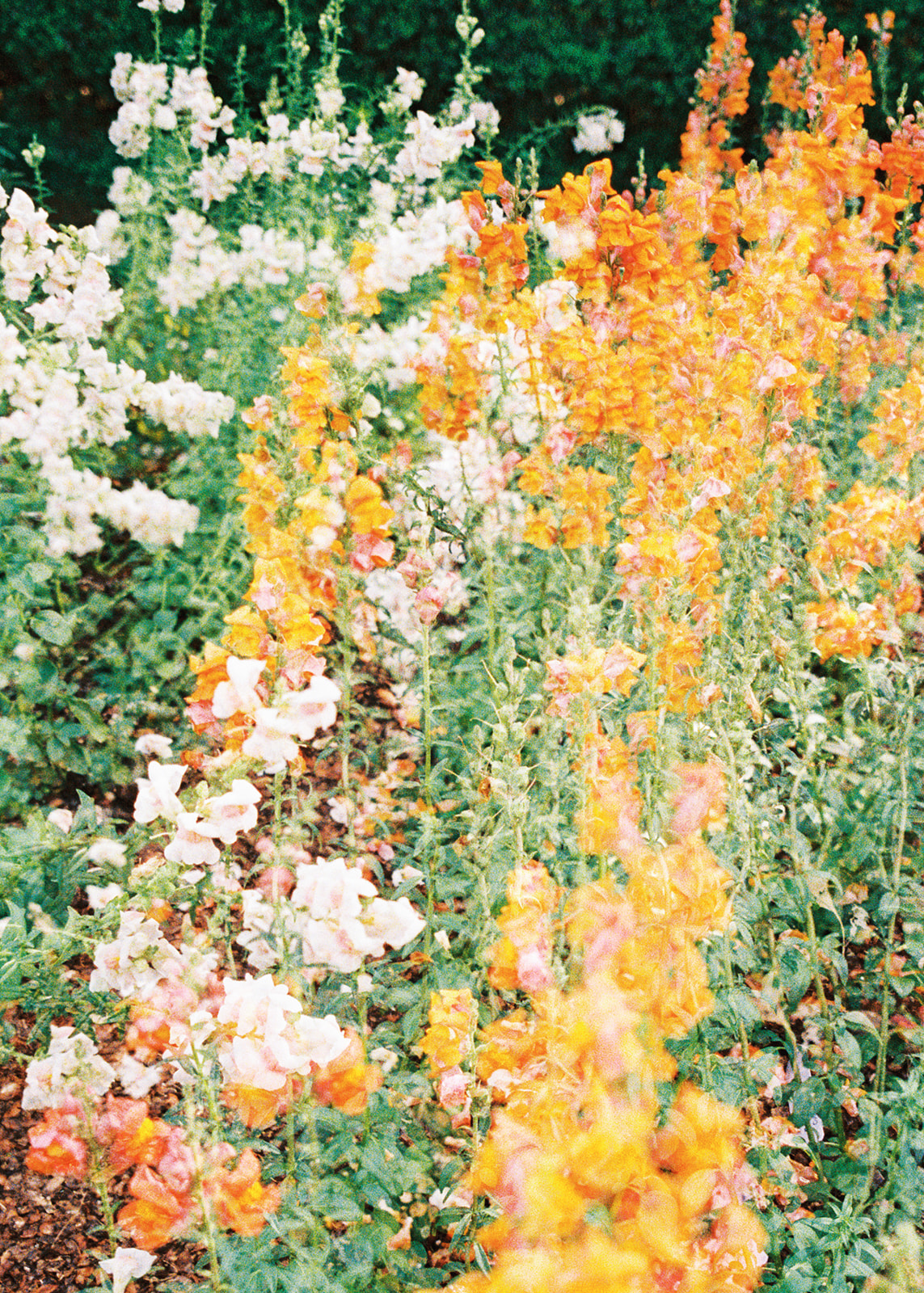 Colorful Dallas Arboretum engagement photos with blooming gardens and sunshine