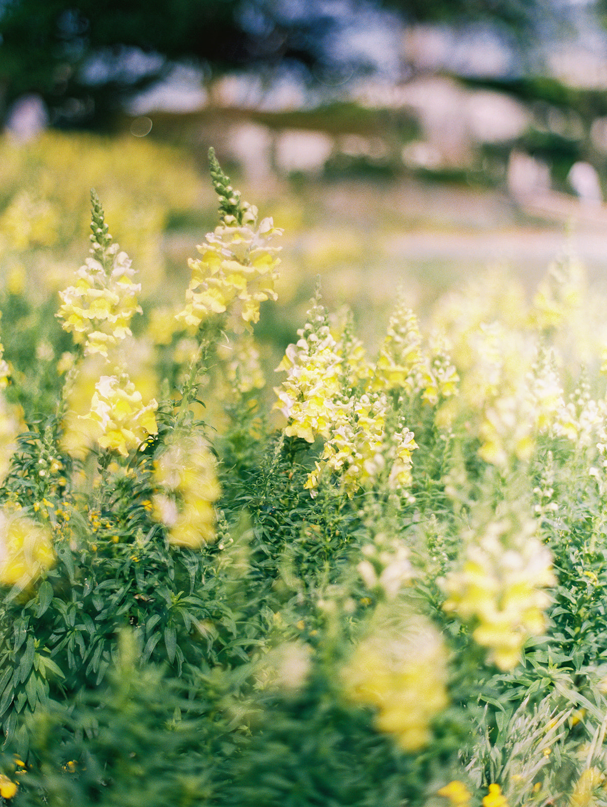 Colorful Dallas Arboretum engagement photos with blooming gardens and sunshine