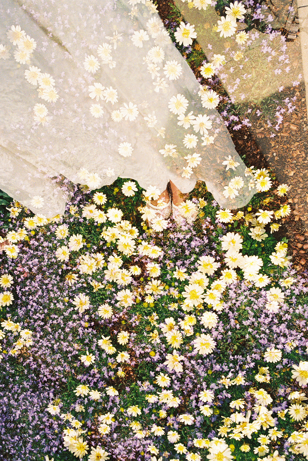 Film engagement portraits at the Dallas Arboretum surrounded by vibrant spring florals