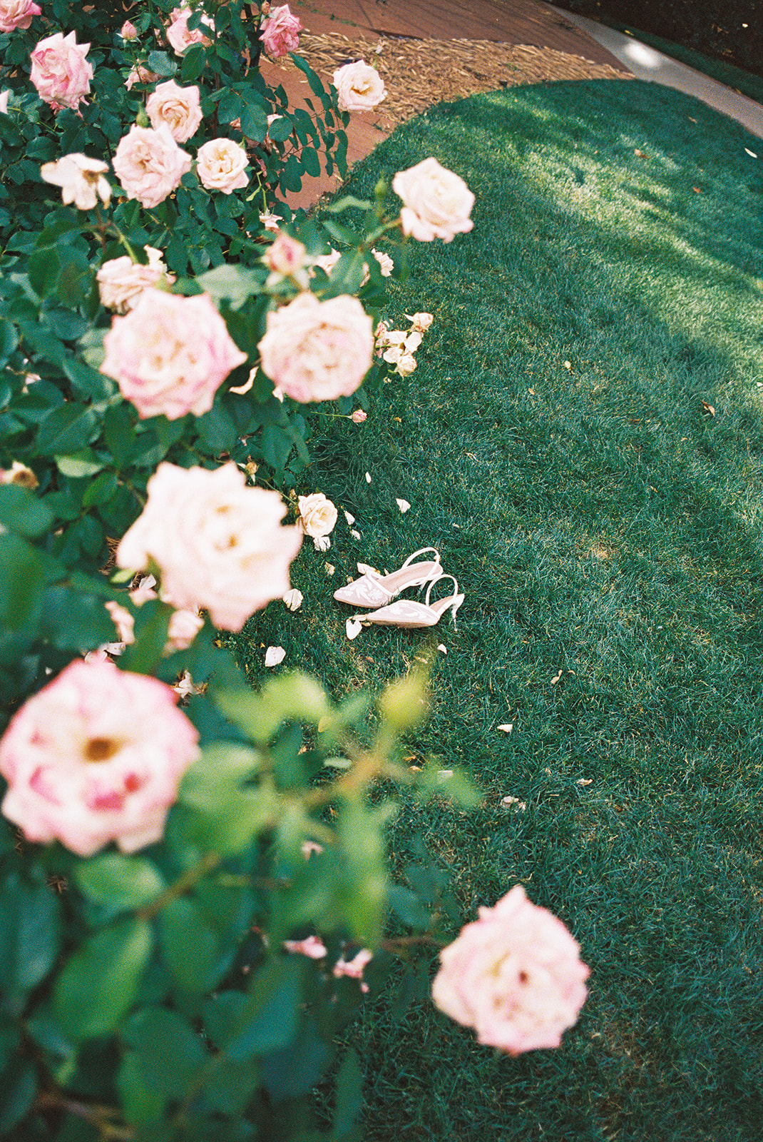 Film engagement portraits at the Dallas Arboretum surrounded by vibrant spring florals